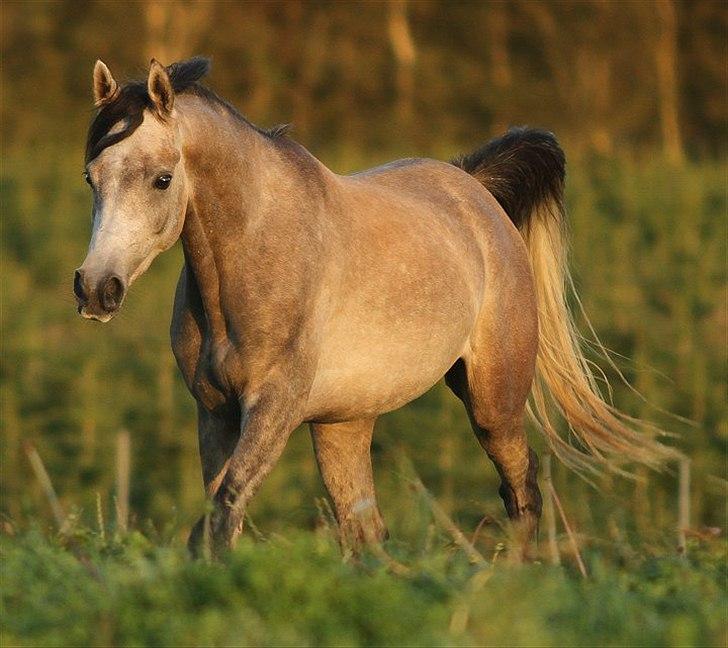 Arabisk fuldblod (OX) Kamal Al Hayat * SOLGT *  billede 6