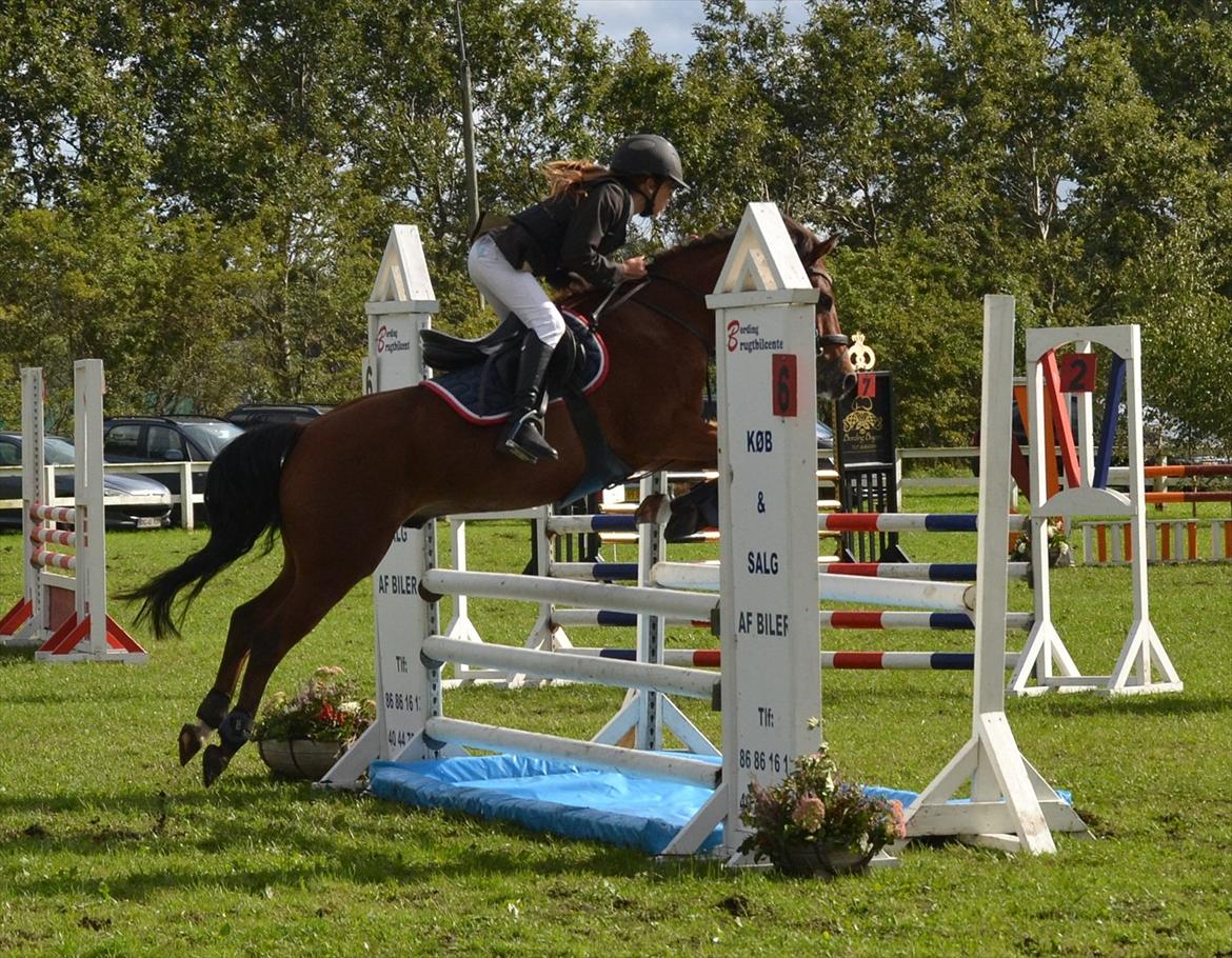 New Forest Filur - B-Pony - Mesterskab.
 billede 14