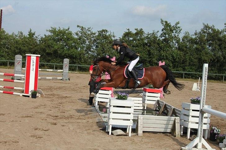 New Forest Filur - B-Pony - Farsø.
 billede 15