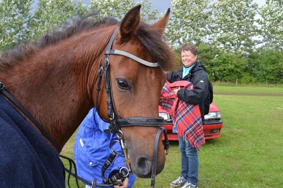 New Forest Filur - B-Pony - Fille'boy *-: billede 16