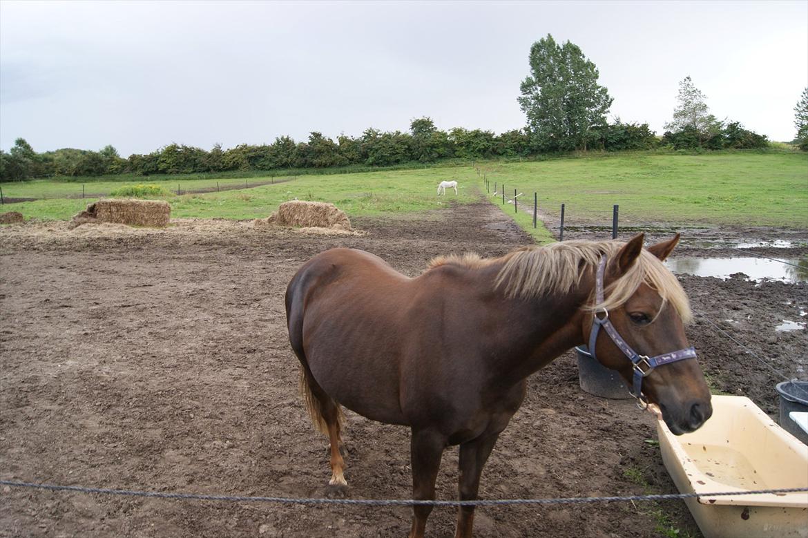 DSP Jolene  billede 11