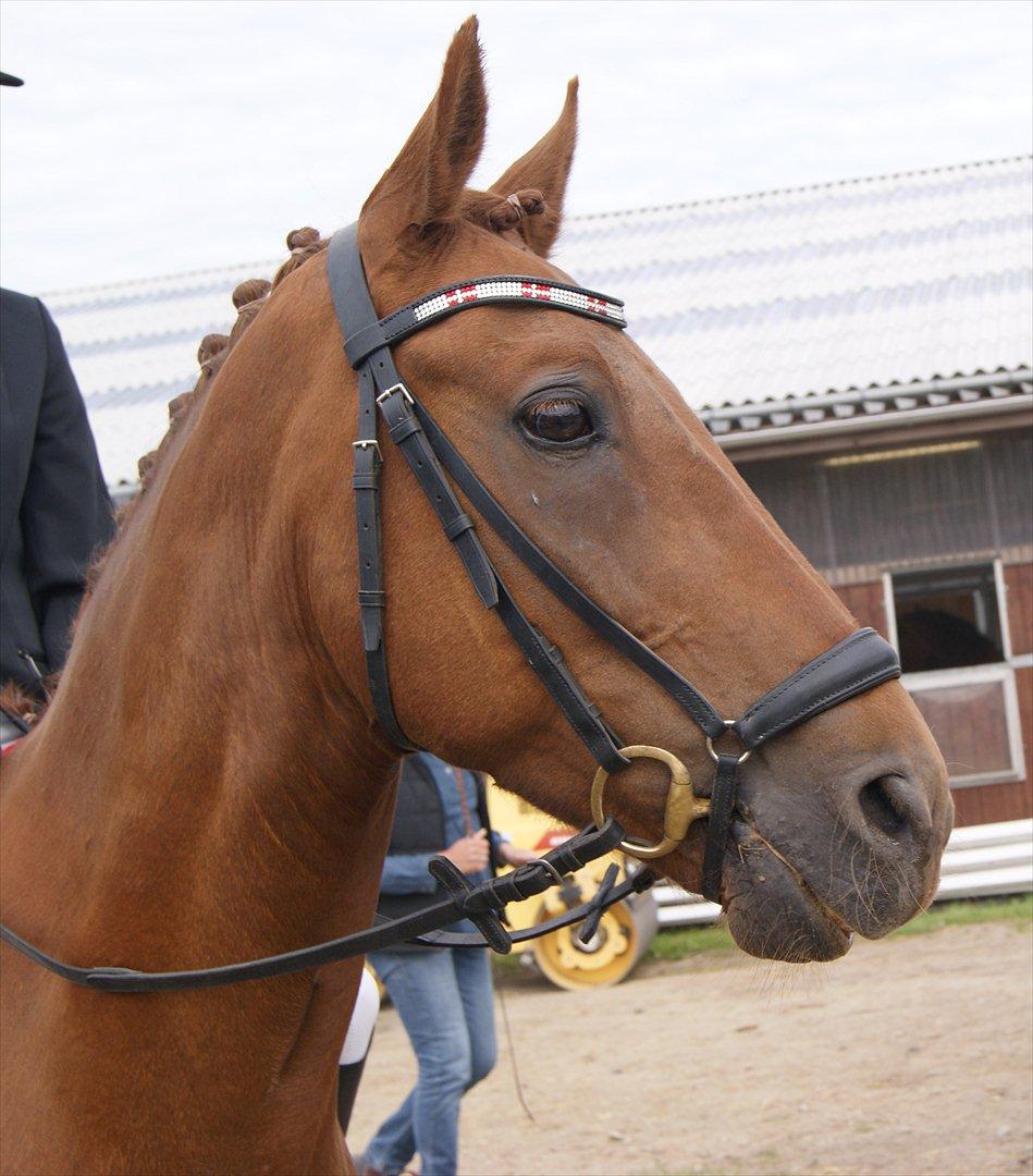 New Forest Simba B-PONY *R.I.P* billede 3