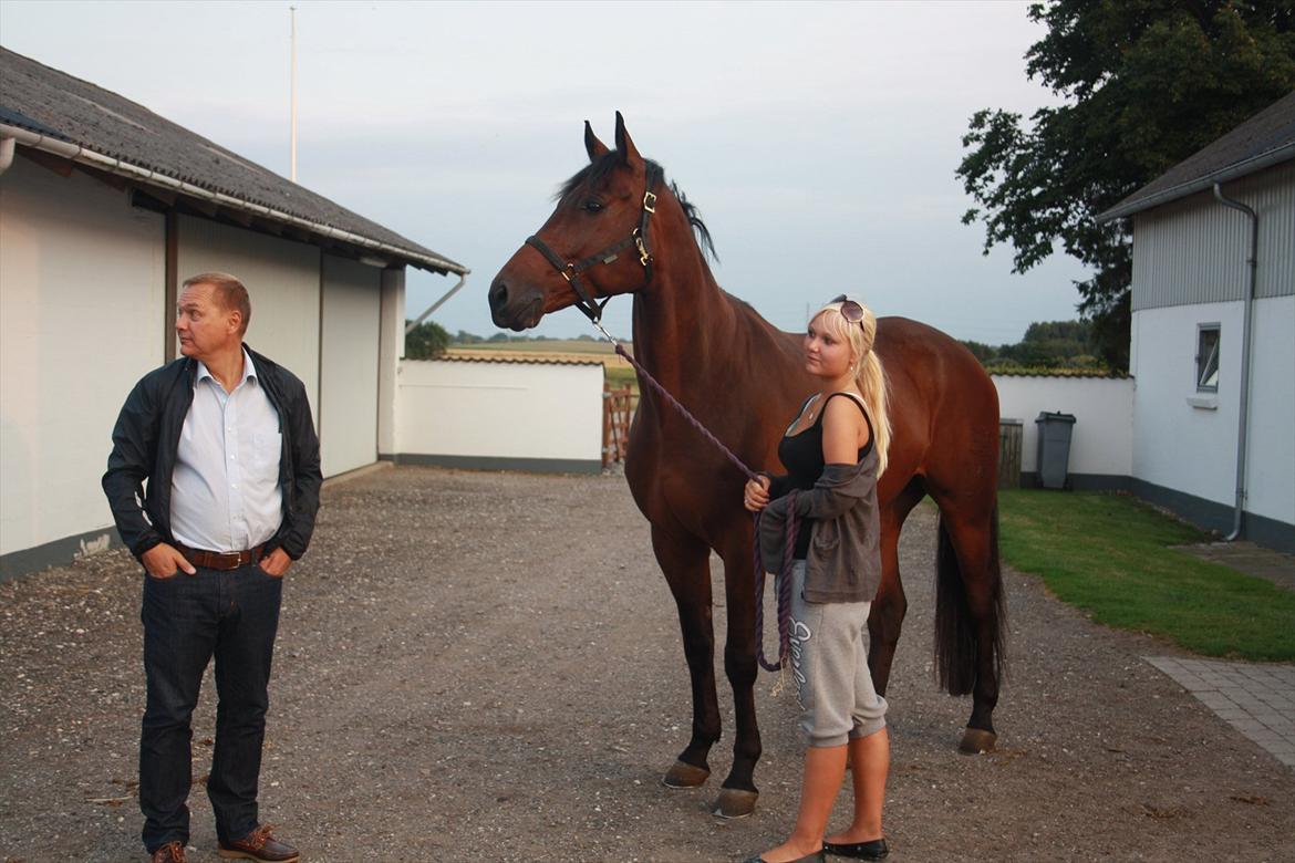 Dansk Varmblod Atterupgaards Livingstone  Aflivet billede 6