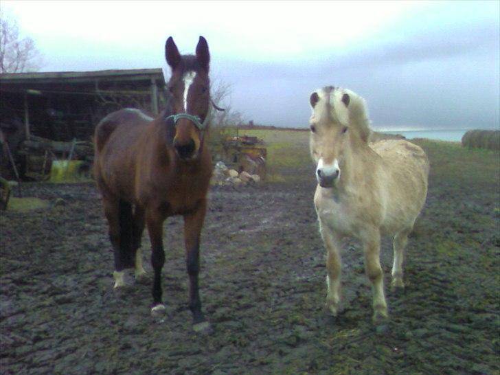 Traver Angel - det umage par sylvester og angel billede 7