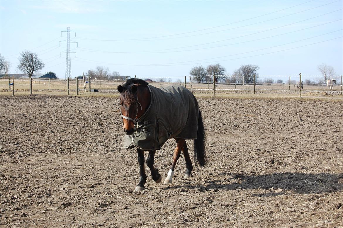 Hollandsk Sportspony Lukas R.I.P [Tidl. Hest] billede 10
