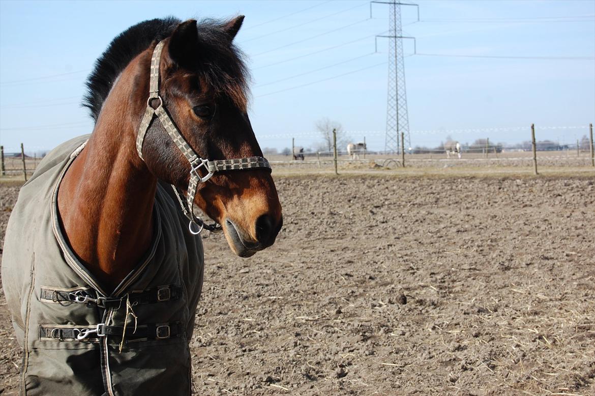 Hollandsk Sportspony Lukas R.I.P [Tidl. Hest] billede 11