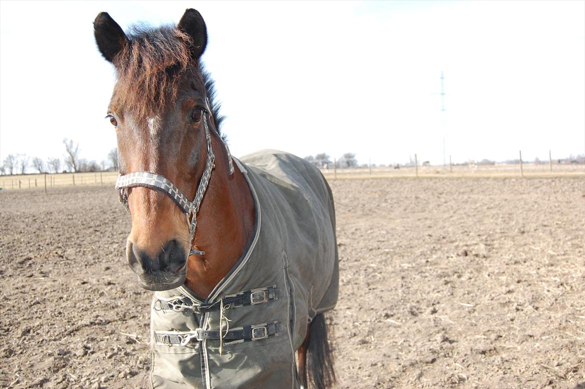 Hollandsk Sportspony Lukas R.I.P [Tidl. Hest] billede 12