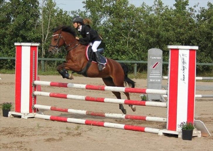 New Forest Filur - B-Pony - Farsø <3. billede 17
