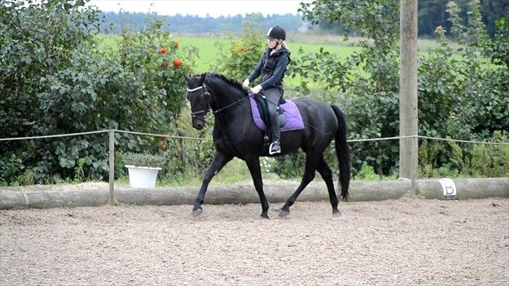 Oldenborg Bianca af Tanderup (Gippe'sen) - Lidt efterårs træning :p Undskylder kvalitet men de er taget ud af en video :p billede 9