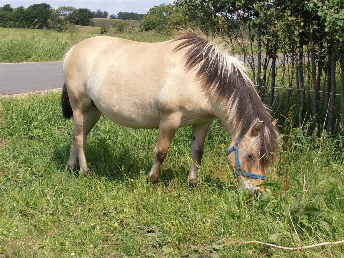 Fjordhest Musse - Flotte pony :) billede 5