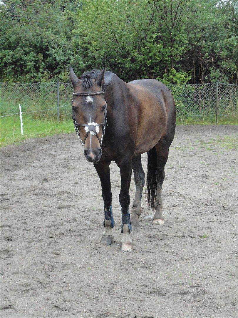 Hollandsk Sportspony Mistery Girl - havde hende løs på banen<3 billede 12