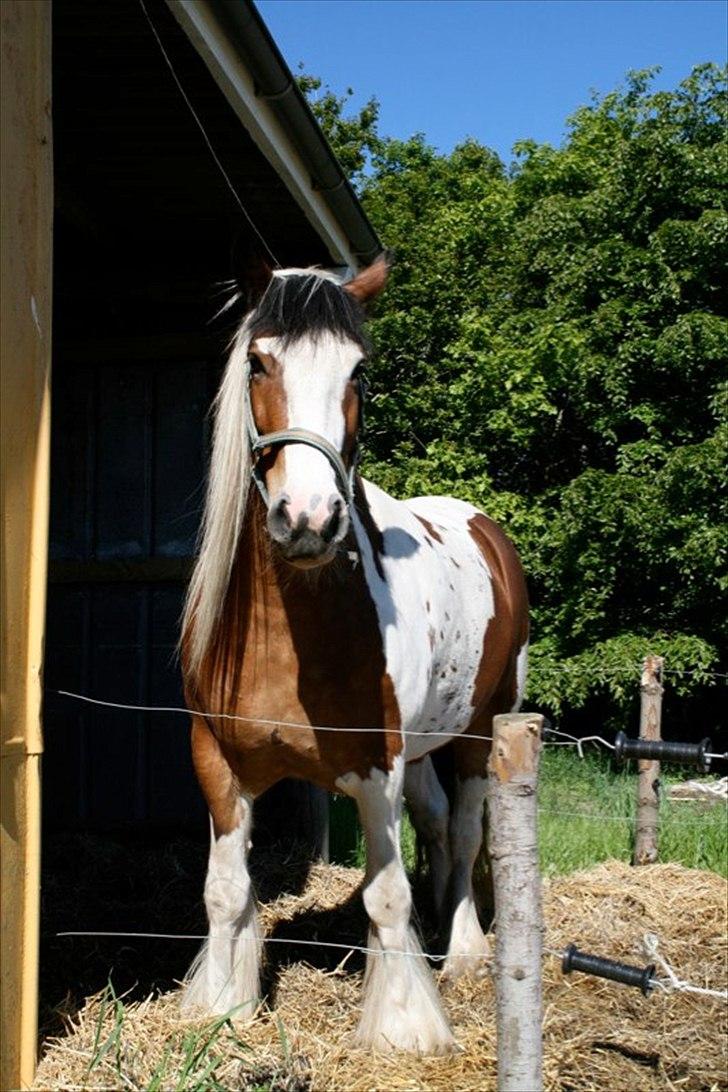 Irish Cob Rosenlunds Cosy Emmie - Emmie i løsdrift , ved tidligere Ejer :-) billede 18