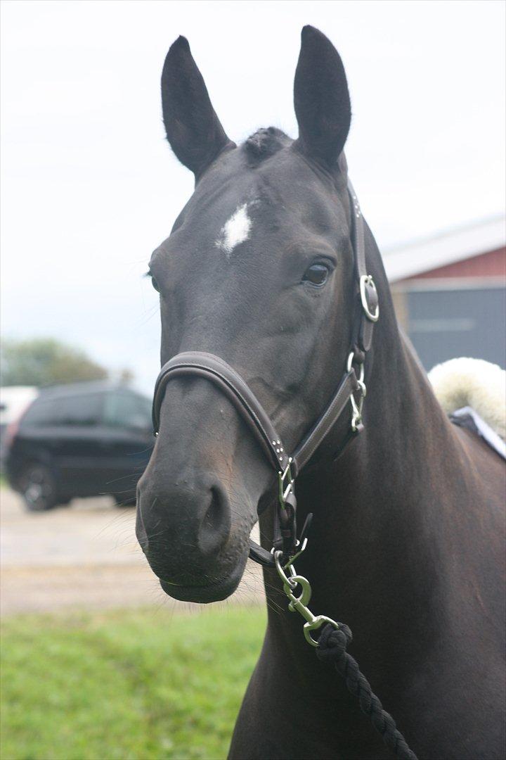 Oldenborg Maybe  billede 1