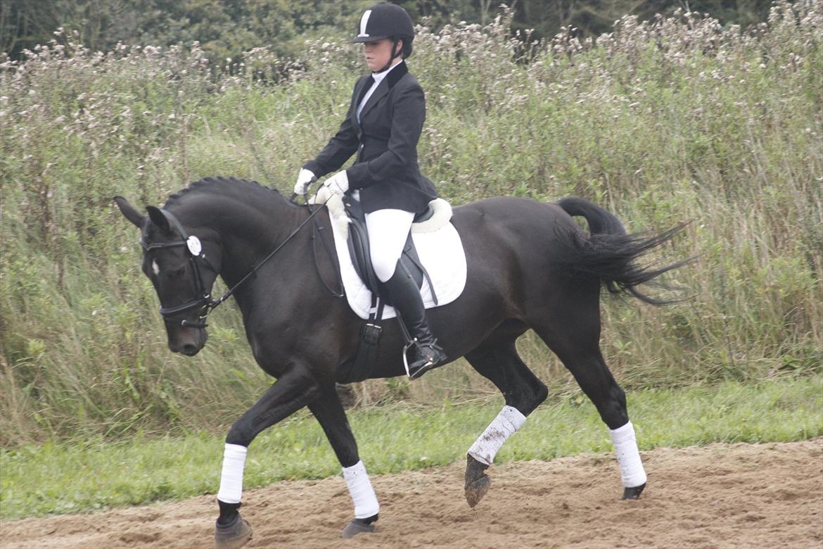 Oldenborg Maybe  - Stævne i guldager billede 13