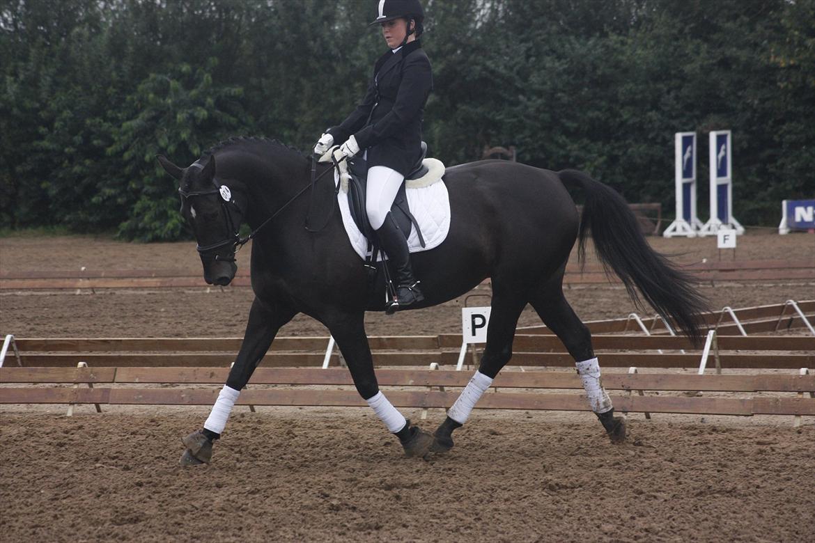 Oldenborg Maybe  - Stævne i guldager, to første pladser billede 14