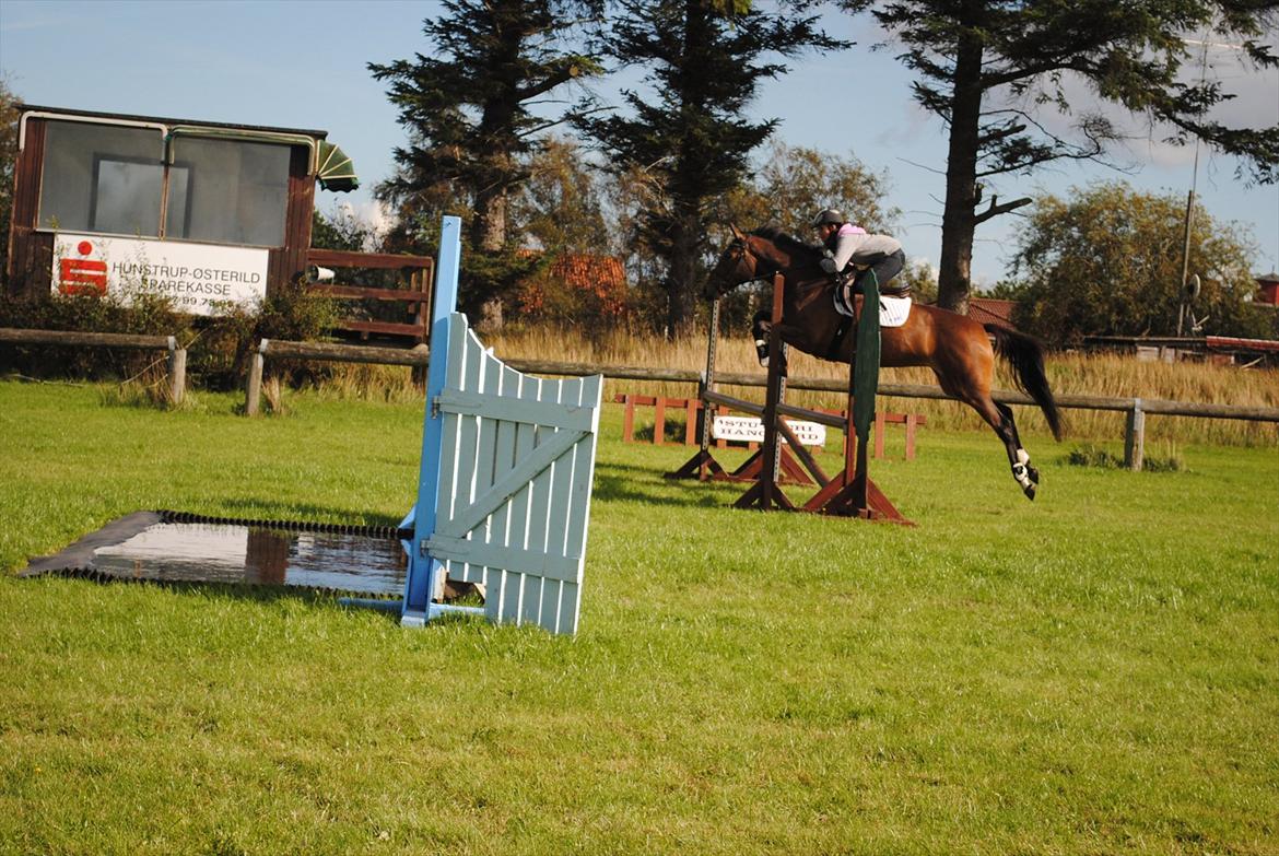 Dansk Varmblod Skovtoftens It's a Bella - spring træning 2011 billede 9