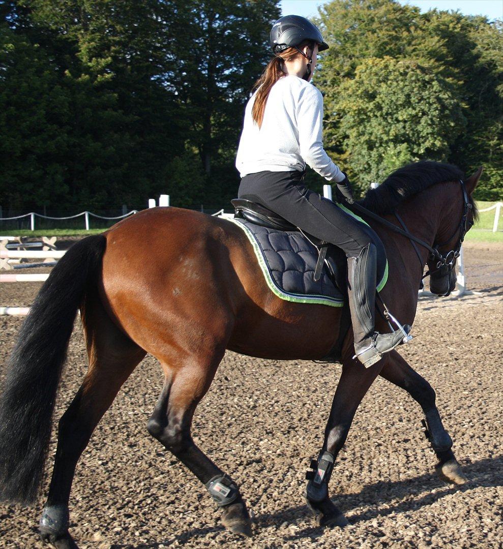 New Forest Lundgaards Kahlua - solgt :'( billede 5