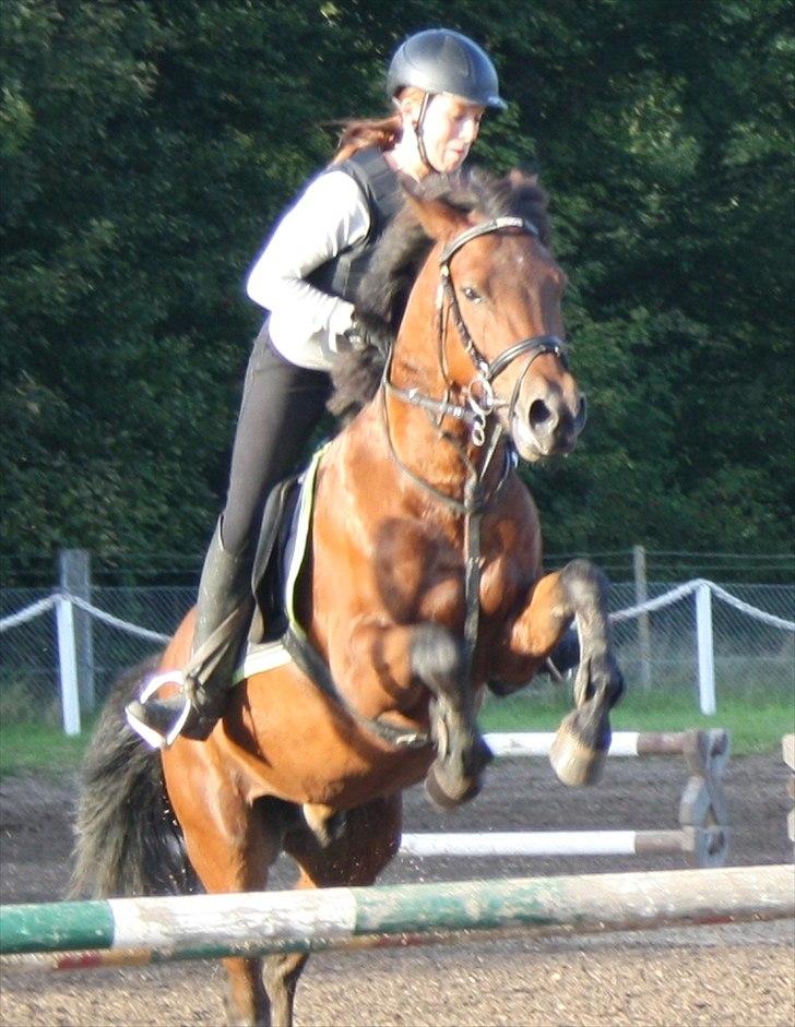 New Forest Lundgaards Kahlua - solgt :'( billede 6
