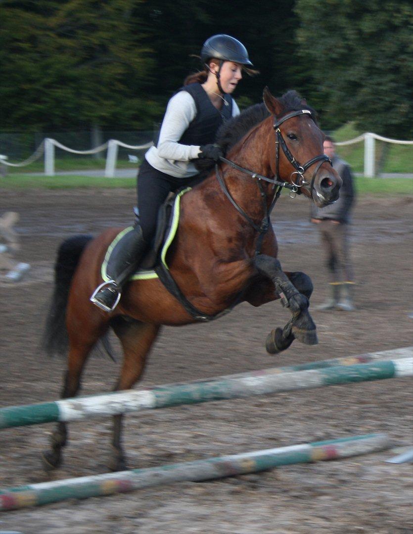 New Forest Lundgaards Kahlua - solgt :'( billede 7