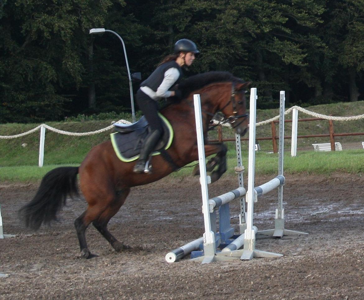 New Forest Lundgaards Kahlua - solgt :'( - Første gang med fyld:-) 
Han tøvede lige til sidst, fordi jeg ikke red ham det sidste galop trin, min fejl ;-) billede 8
