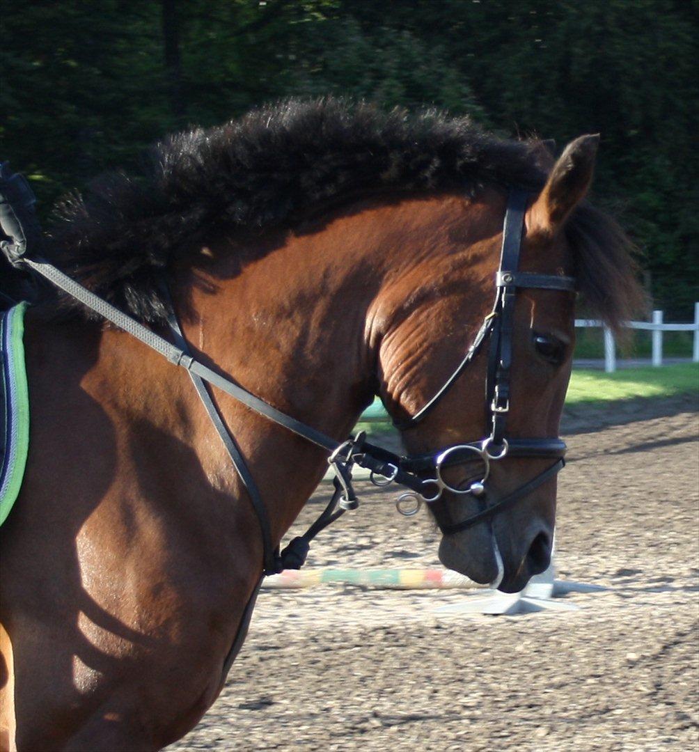 New Forest Lundgaards Kahlua - solgt :'( billede 9