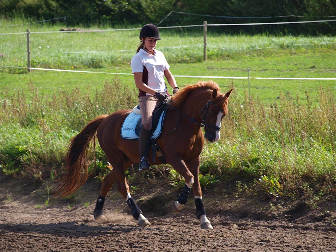 DSP Fan dango A.M  billede 2