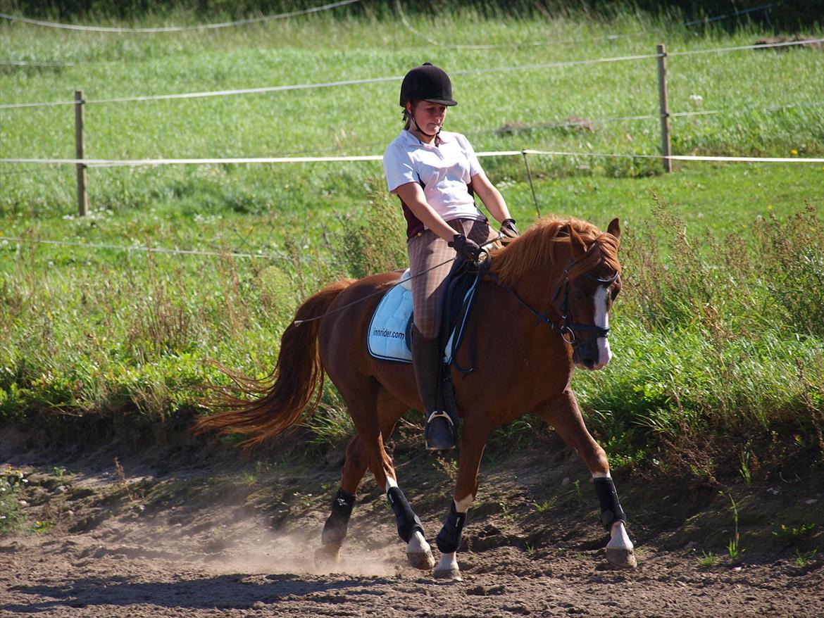 DSP Fan dango A.M  billede 3