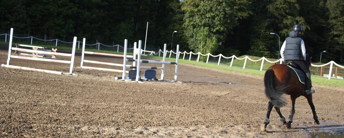 New Forest Lundgaards Kahlua - solgt :'( - Spring <3<3<3 billede 10