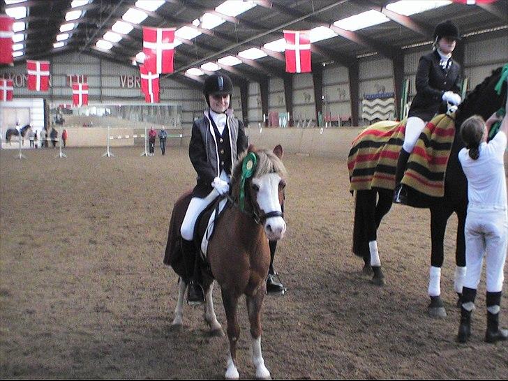 Welsh Mountain (sec A) Waterland`s Pucahontas SOLGT:`( - Nurhh puca du var så sød den dag:D Vandt LD2 VBR  billede 12