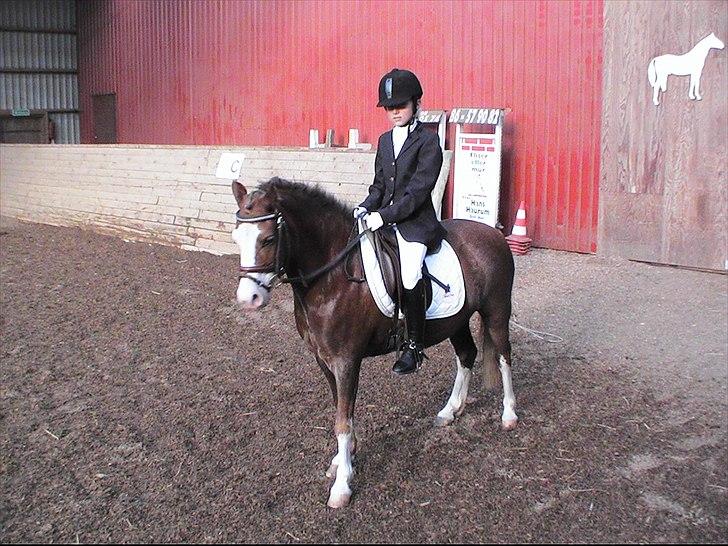 Welsh Mountain (sec A) Waterland`s Pucahontas SOLGT:`( - Første stævne på hende:) Fik en anden plads <3 billede 15