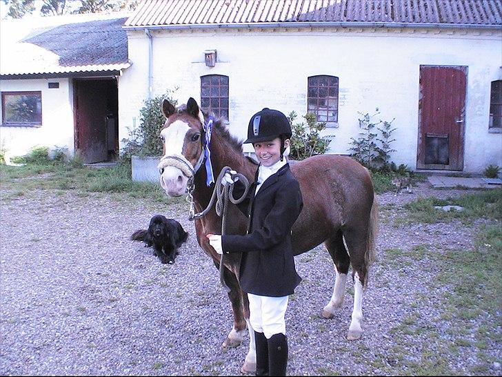 Welsh Mountain (sec A) Waterland`s Pucahontas SOLGT:`( - Første stævne billede 13