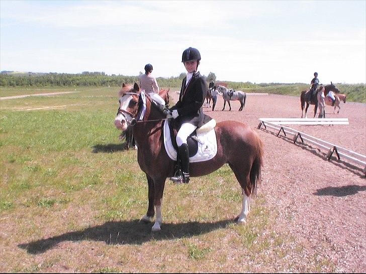 Welsh Mountain (sec A) Waterland`s Pucahontas SOLGT:`( - Anden plads:) billede 14