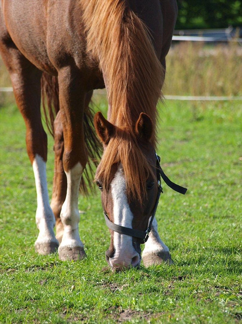 DSP Fan dango A.M  billede 4