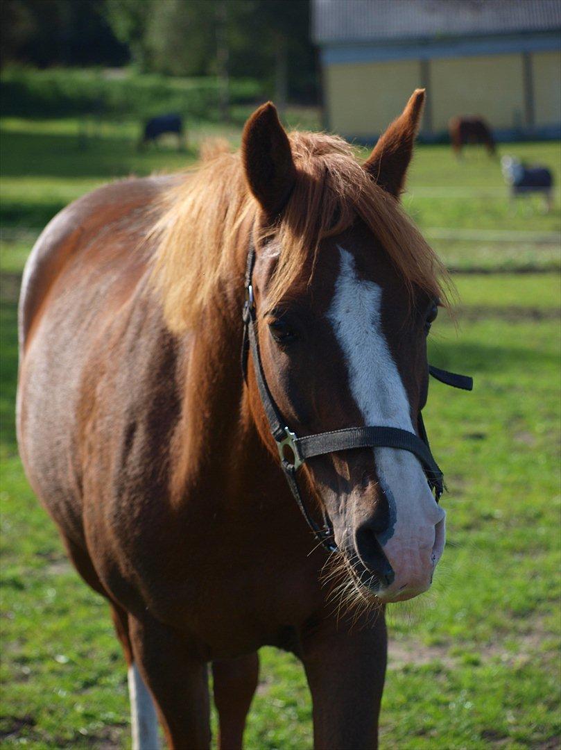 DSP Fan dango A.M  billede 5