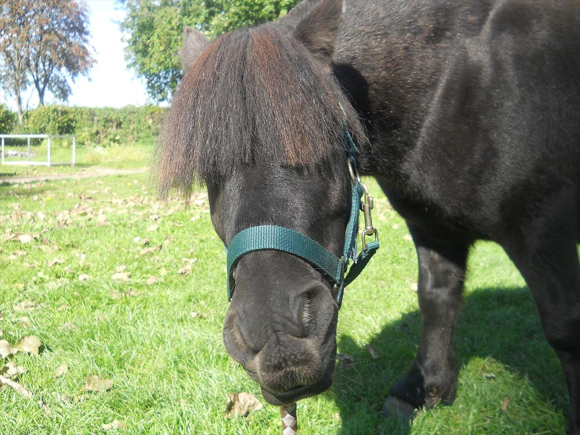 Knabstrupper I Moonlight Shadow - Lady Gaga pokerface billede 15