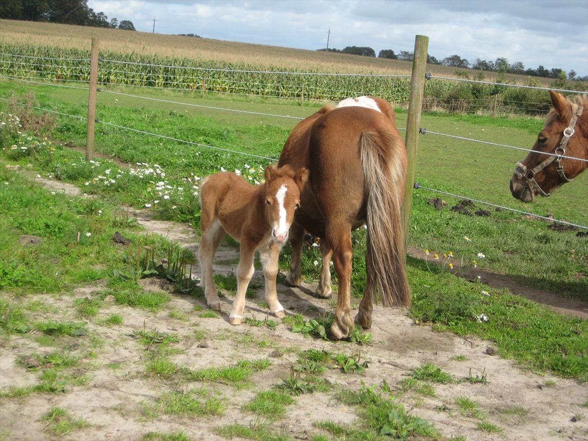 Shetlænder Bjerredals Matilde  billede 8