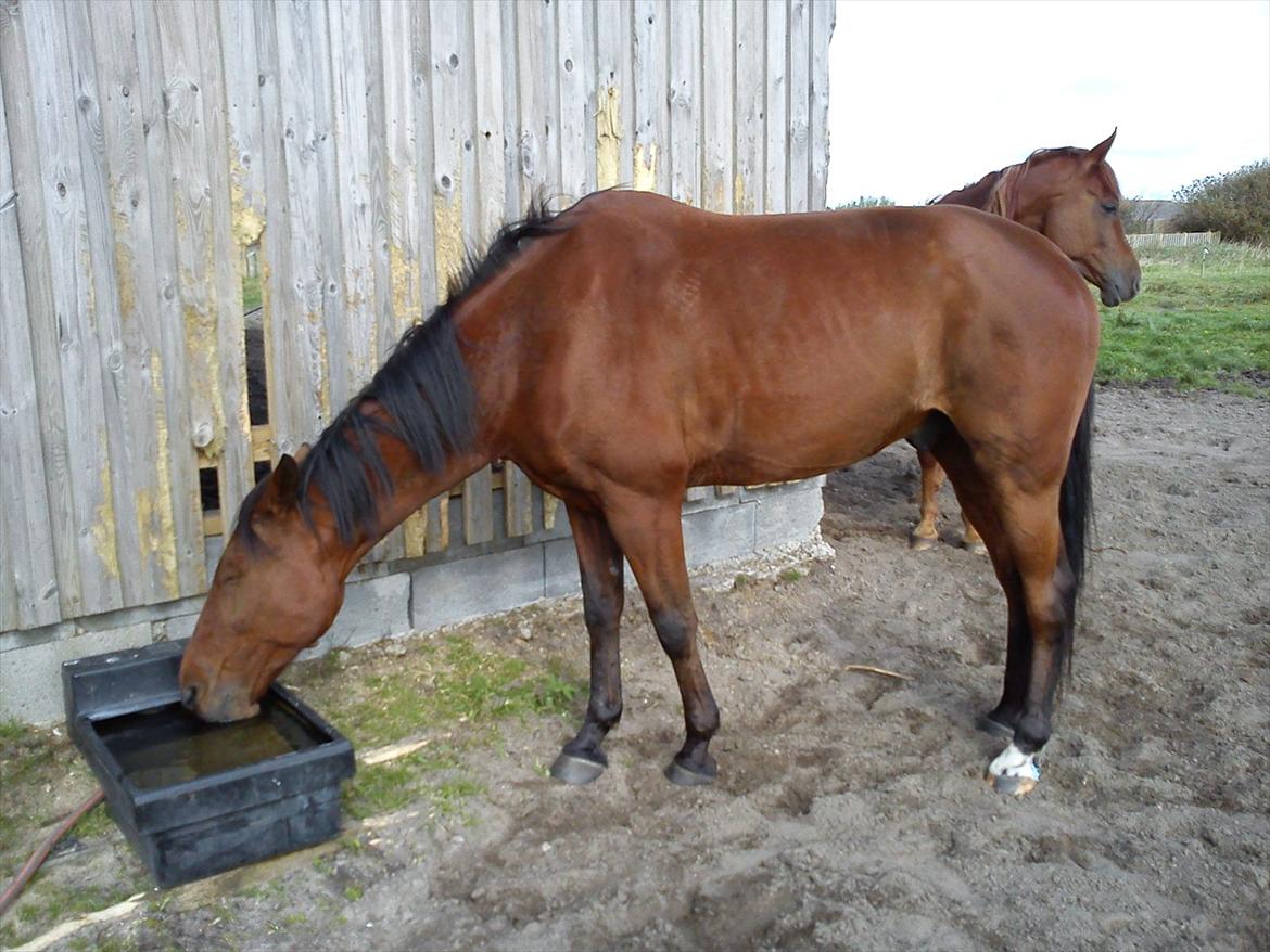 Traver Flying Corona (Fly) - Fly drikker :-)
 billede 1