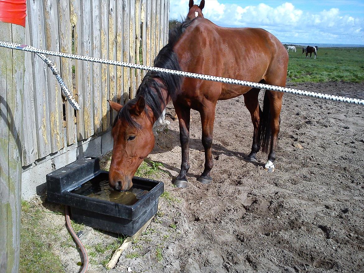 Traver Flying Corona (Fly) - "Jeg er tørstig" :) billede 8