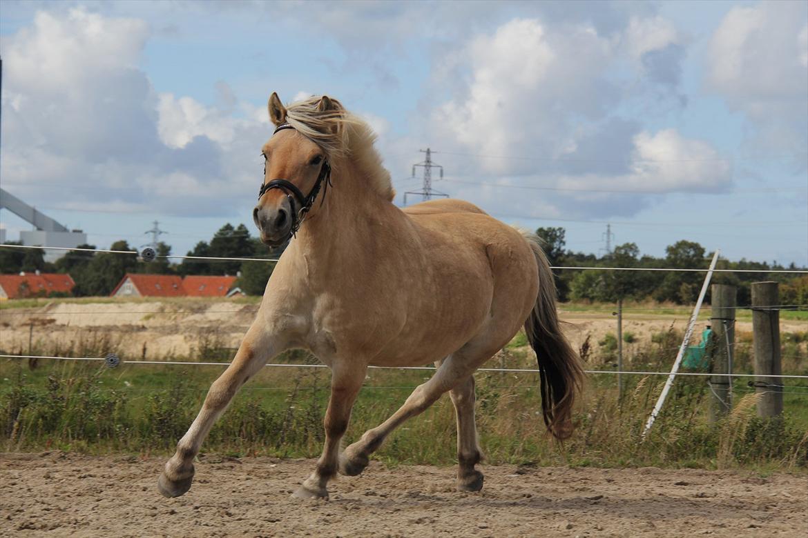 Fjordhest Sanita Dalsgaard - D. 09/09-2011 Foto: OMG billede 1
