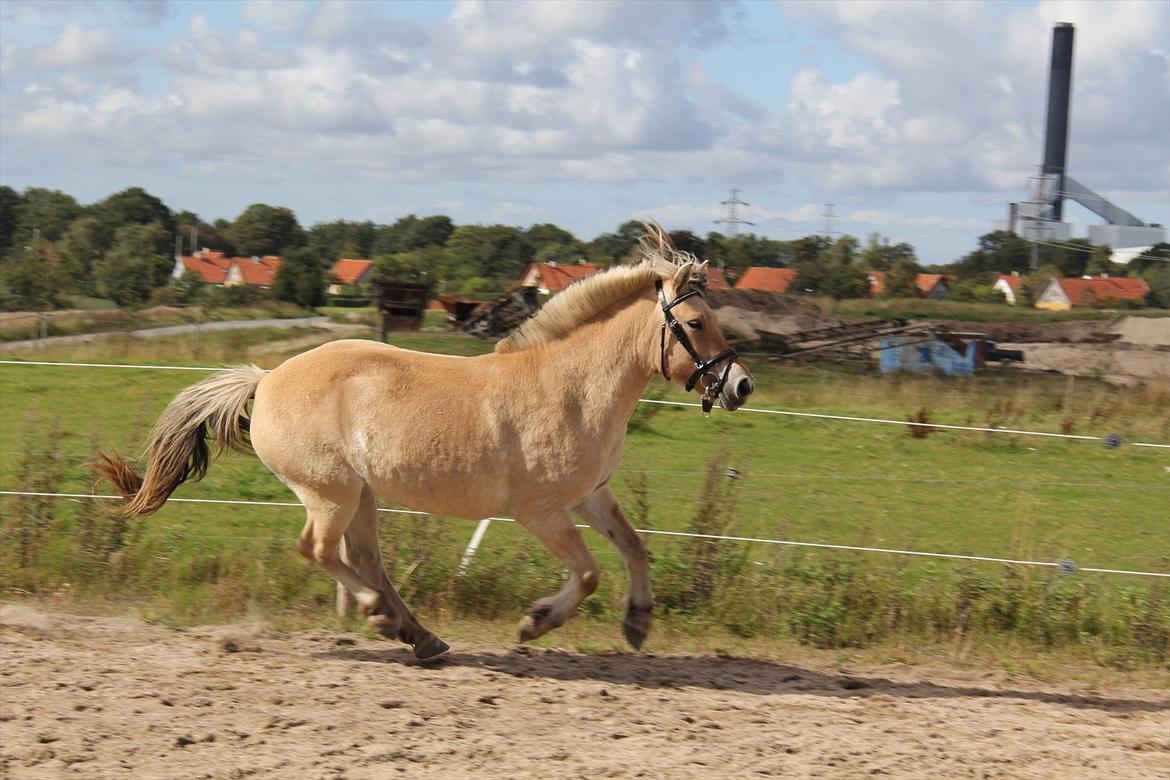 Fjordhest Sanita Dalsgaard - D. 09/09-2011 Foto: OMG billede 2