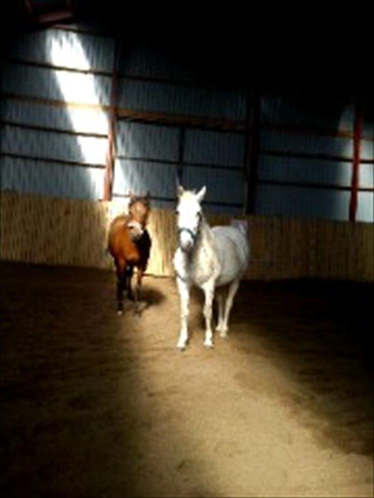 Anden særlig race Sussi - Cher og sussi sammen <3 billede 2