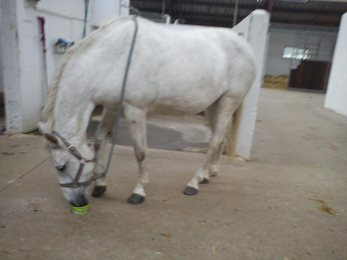 Anden særlig race Sussi - Smager godt billede 4