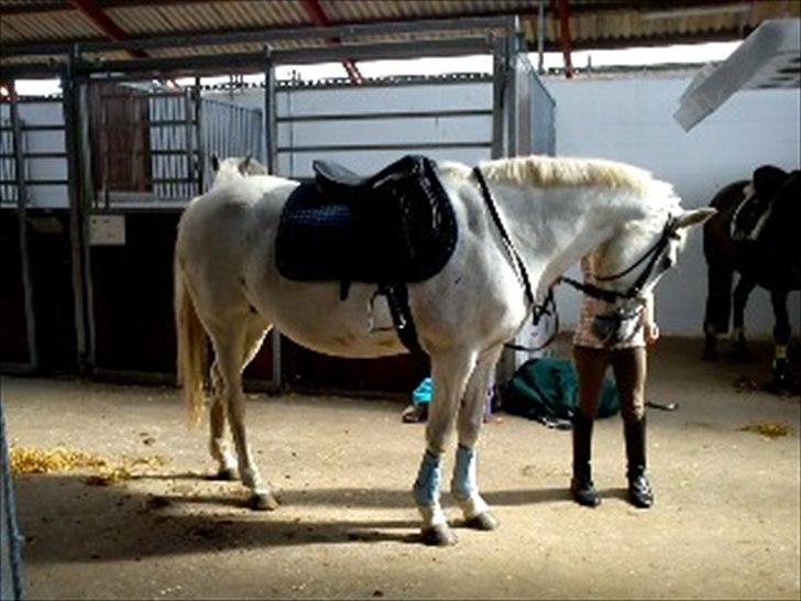 Anden særlig race Sussi billede 6