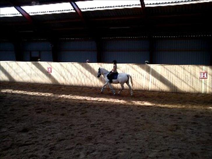 Anden særlig race Sussi billede 8