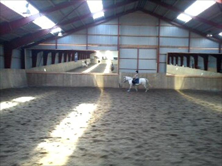 Anden særlig race Sussi billede 9