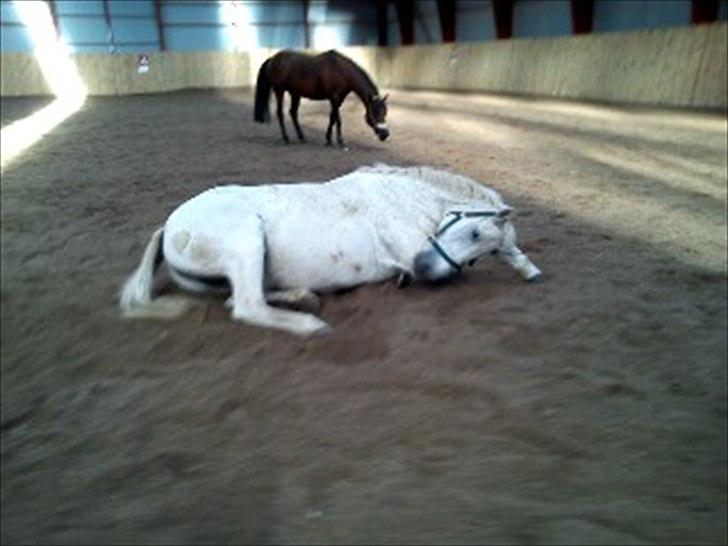 Anden særlig race Sussi billede 12