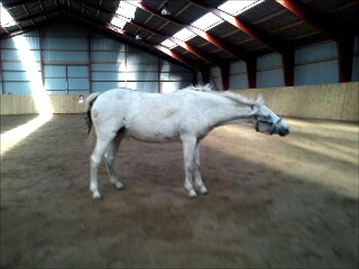 Anden særlig race Sussi - Har lige rullet sig billede 13