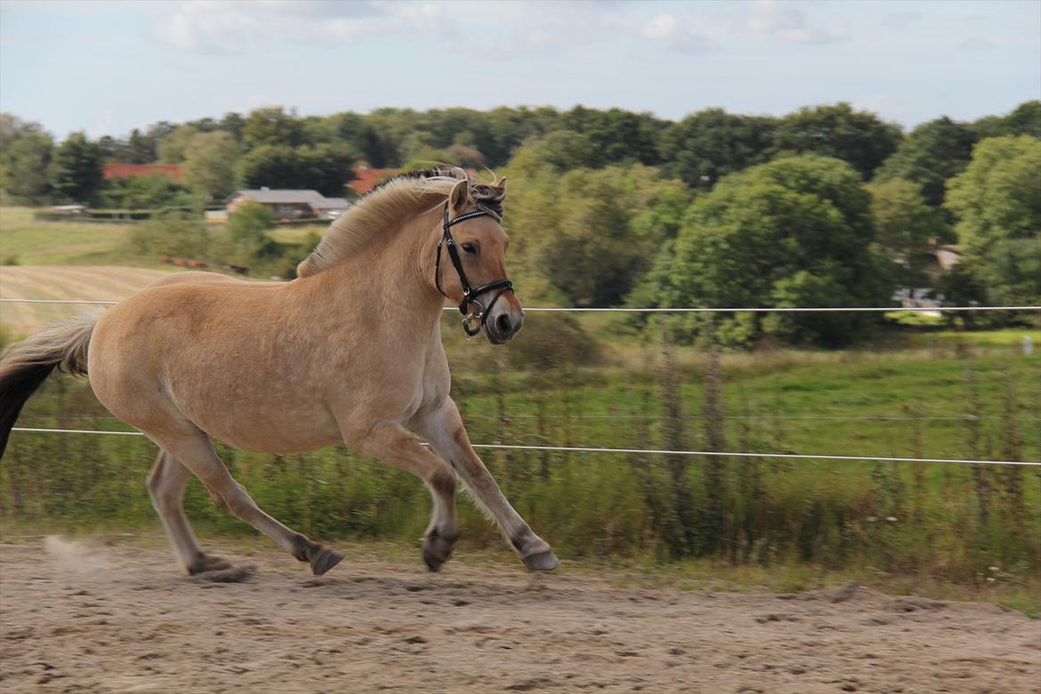 Fjordhest Sanita Dalsgaard - D. 09/09-2011 Foto: OMG billede 3