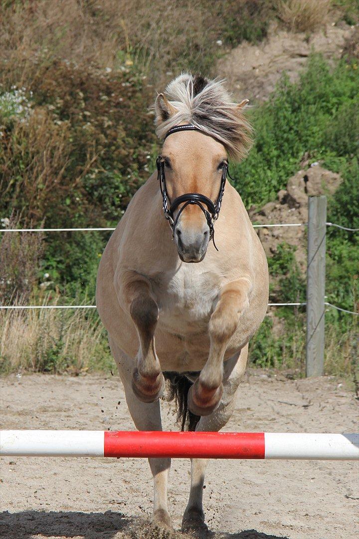Fjordhest Sanita Dalsgaard - D.09/09-2011 Foto: OMG billede 7