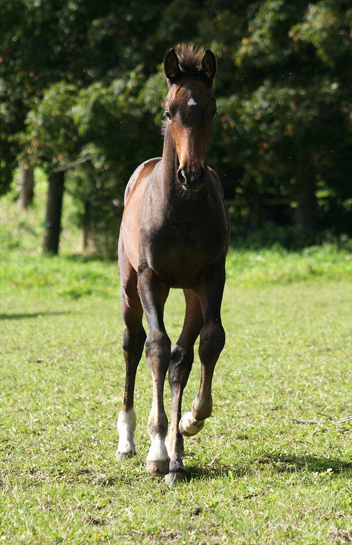 Dansk Varmblod Que Kimer - Ca. 3 måneder. Sådan ser det ud når man skal sige hej til hende :) billede 7
